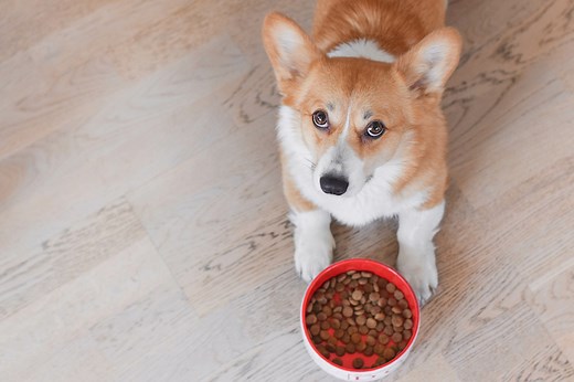 How to Choose the Best Dog Food