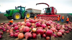 Modernizing Onion Farming with Innovative Equipment