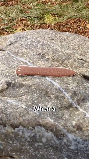 5K reactions · 202 shares | How Do Flatworms Regrow Themselves 勞樂#interestingfacts #blowyourmind #mindsnackfacts #factsdaily #viralreels #fyp #facts | Outliner Film | Facebook