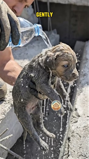 Miracle Under The Rubble: Tiny Puppy Saved From The Earthquake! The ground shook violently as a massive earthquake hit, and in seconds, a wall collapsed right where a dog was sleeping. He barely escaped with his life, but the danger wasn't over. Amidst the dust and destruction, a heroic rescue dog caught a scent. He barked frantically, refusing to leave the spot. Deep under the heavy debris and ruins, the team discovered something heartbreaking—a tiny, terrified puppy trapped in the dark. Watch 