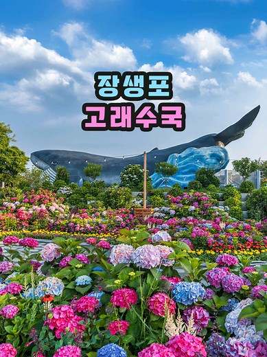 울산 장생포 수국 축제 실시간 정보