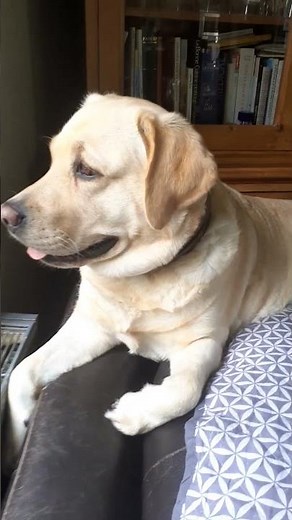 chien labrador retriever