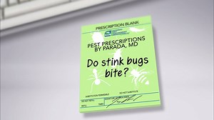 Do stink bugs bite? Dr. Parada, medical expert for the National Pest Management Association, has the answer. | PestWorld