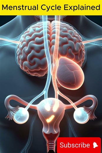 🩸 Menstrual Cycle Explained | Hormones, Ovulation & Uterus Changes Inside the Female Body #anotomy