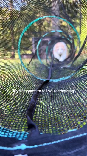 Giles loves to spend his mornings in our new catio tunnels Since we live full time in an RV with our two cats it’s important that we have an safe space for them to explore outside 🏕️ I found this catio with additional tunnels that have worked perfect (from Amazon) #cats #goodmorning #fulltimerv #smallcreator #cute
