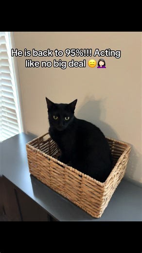 typical..scared the cr@p out of me but he is nearly back to normal after 24 hrs. I may be paranoid, but I love these babies so I take every abnormal behavior serious🖤🖤🖤 #fyp #catslovers #catsofinstagram