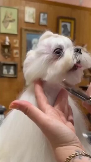 Oh wow its a Maltese top knot tutorial ✨ and a reminder that my faces course is on sale until midnight tonight for $100 off with code FACES100 🥰 #doggrooming #maltese #doggroomingtips #jessronagrooming