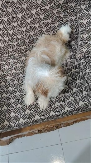 Charlie gets angry when he is bathed.🧼🐶