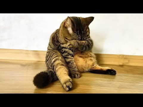 You laugh you lose with these actually funny cats