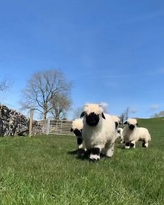 The cutest sheep you’ll ever see (Ireland).