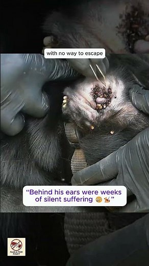 Removing Fat Ticks From a Black Dog’s Ear 😨 | Severe Ear Tick Infestation & Rescue Care