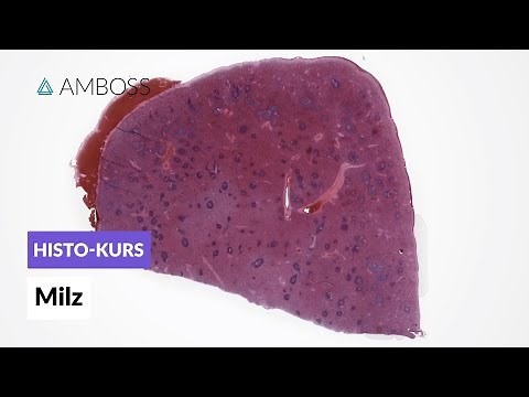 Histologie der Milz - Mikroskopische Anatomie - AMBOSS Video