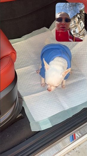 How to potty train a dog, how to potty train a Chihuahua, Chihuahua dog
