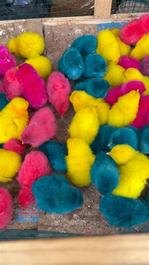 Ayam warna warni || ayam kecil 🐓 #ayamwarnawarni #daily #blogger #top #tranding #ayamlucu