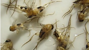 Entomologist: Scuttle flies found in Saugus could pose risk to human health