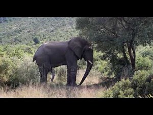 How do Elephant meet? Elephant Reproduction Wildlife Animal | National Geographic Wildlife Cinematic