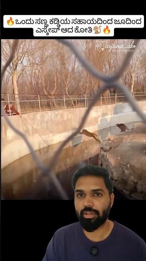 Smart Monkey Escapes Zoo Using Stick 🐒 | Unexpected Animal Intelligence Moment #shorts #wildlife