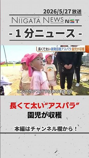【農業体験】長くて太い“アスパラ” 園児が収穫 #アスパラ #農業 #新発田市 #新潟
