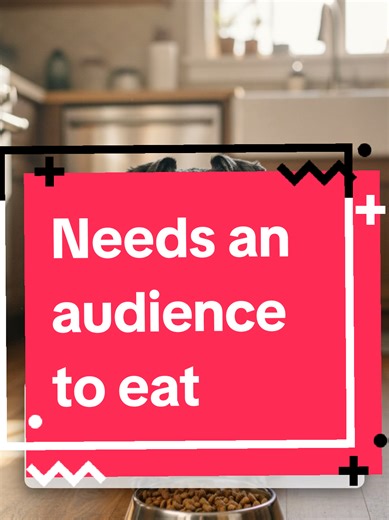 Understanding Mini Schnauzer Supervision Behavior