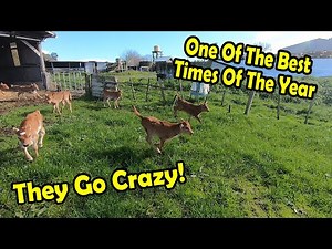 10 Day Old Jersey Calves See Grass For The First Time