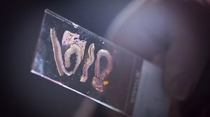 Veterinary pathologists bolster NY crime-fighting efforts | Cornell Chronicle