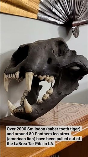 North American Lion, possibly the largest cat ever.