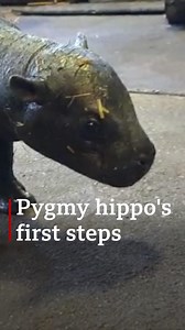 21K views · 825 reactions | This baby pygmy hippo is doing well but isn't getting many human visitors at the moment. | BBC Norfolk | Facebook