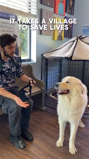 It takes a village to save lives 🐾 Every single person and every role works together toward one shared mission: giving these dogs the second chance they deserve. From training and medical care, to daily care, enrichment, and showcasing each dog for adoption, and finally to their destination adoption, every moment matters.⁠ ⁠ Behind every rescue story is a team driven by compassion, dedication, and love. We are endlessly grateful for our incredible staff and volunteers who pour their hearts into