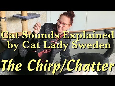 Cat Sounds Explained: The Chirp & The Chatter