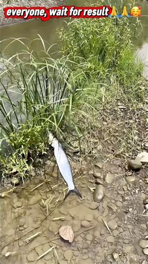 A large, long fish became trapped because the tidewater receded. 🐟 I carefully rescued