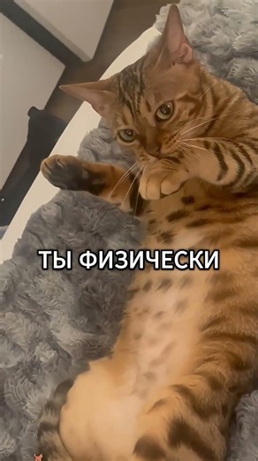 Что видит кот в пустом углу? Мистика или наука 🐈👻