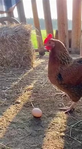 Feathers vs. Fur: The Ultimate Animal Showdown 🐔🐱🤣" #HenVsCat #ChickenVsCat #FunnyAnimals #PetDrama #BackyardBattle #AnimalShowdown #CuteAnimals #FarmLifeFun #ChickenLife #CatLife #UnexpectedFriends #AnimalComedy #PetVibes #ViralPets #MustWatchPets | Feathered Fury