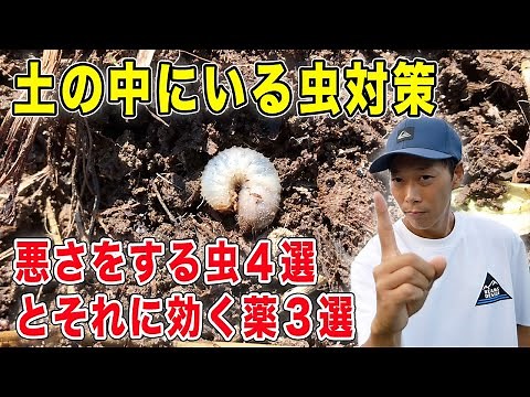 Dealing with insects in the soil: 4 types of harmful insects and 3 medicines that work against them