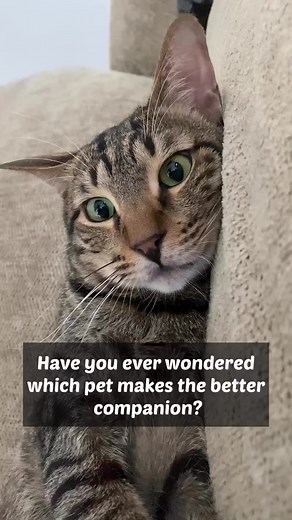 The Stranded Shipscook Restaurant on Reels