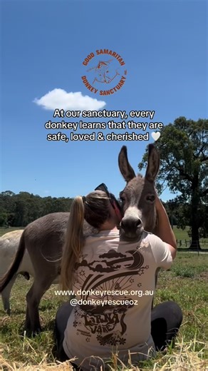 Every rescued donkey has a story… and every story deserves a cuddle 🤍 Many rescued donkeys arrive unsure and afraid, but with patience, kindness, and time, they learn they are safe and deeply loved. ✨www.donkeyrescue.org.au/donate #fyp #donkeysanctuary #rescueanimals | Good Samaritan Donkey Sanctuary Inc