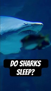 Even sharks need rest! #naturepbs #wildlife #shark #ocean #animalshorts