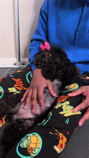 Preparing for Puppy Birth: A First-Time Mom's Guide