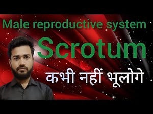 Scrotum Anatomy and physiology