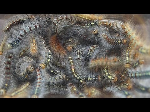 マイマイガの幼虫が大発生！！毛虫の駆除 Outbreak of caterpillar खराब कैटरपिलर के बहुत सारे