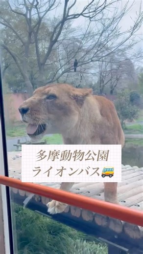 多摩動物公園🐱ライオンバス🚌#ライオンバス#ライオン#多摩動物公園#東京観光#家族お出かけ