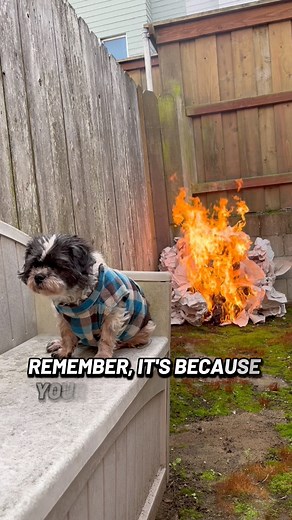 5.4K views · 132 reactions | Dogs Protecting You from Things You Cannot See Your Guardian Angels #igorkryan #guardianangel #dogloyalty #dogsoul #dogs | Creator’s Riddle: Darwin vs. God | Facebook