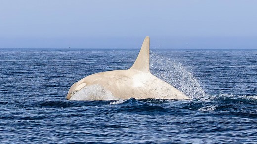 Watch rare vid of albino killer whale as real-life Moby Dick breaches waves