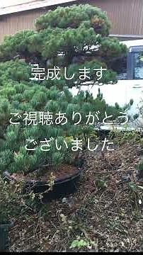 五葉松大型盆栽の手入れと管理。2026年4月下旬アップロード。