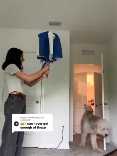 Funny Talking Dogs: Hilarious Dog Voice Overs