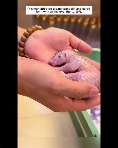 💔 Orphaned Pangolin's Journey: A Man's Unconditional Love ✨ This tiny baby pangolin, one of the world's most endangered animals, was utterly alone. 🥺 A reminder that true love is about nurturing and ultimately, setting the wild free. 👉 Watch the full video and read the story behind these beautiful moments below. 👇 #PangolinRescue #AnimalRescue #EndangeredSpecies #WildlifeAdoption #InterspeciesLove | Soul Between Seasons