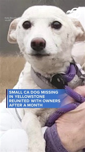 For over a month, missing pup Luna eluded capture at Yellowstone National Park as fears for her survival mounted and winter weather approached. On Wednesday, her ordeal came to a happy ending when she was caught and reunited with her owners. Here's the full story! ⠀ #yellowstonenationalpark #missingdog #dog #california #yellowstone #found #abc7news