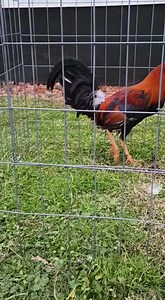 Sweater Thunder Valley Game Farm | Thunder Valley Game Farm