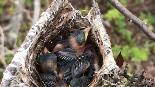 68K views · 10K reactions | This week, meet the smallest vireo found in the United States, the Black-capped Vireo! This little bird was once listed as Endangered but conservation efforts led to its delisting in 2018. Learn more: https://abcbirds.org/bird/black-capped-vireo | American Bird Conservancy | Facebook