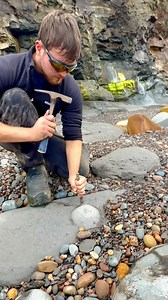 Here are a three Jurassic age rocks that we found in large shale slabs and opened up on the beach🏝🌊 The slabs had been part of a huge landslide which had revealed some new material perfect for containing fossils. Inside one, some tiny eleganticeras ammonites from the Jurassic! 🏝 Thanks for supporting our page! 🐊 #natural #nature #fossil #fossils #ancient #animals #art #ammonite #ammonites #dinosaur #scientist #minerals #paleontology #whitby #geologist #dorset #geology #charmouth #jurassic #y