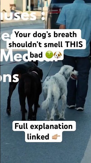 If your dog’s breath is really bad, this might be why 🐾